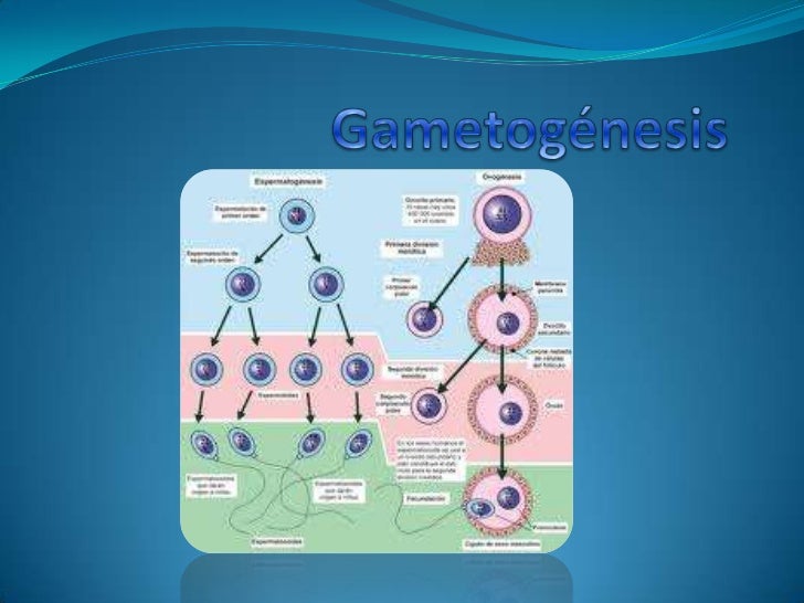 fecundacion nidacion placentacion